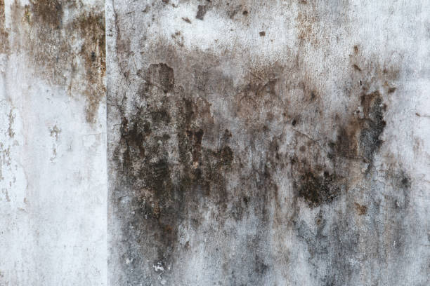 Best Real Estate Mold Inspection  in Argyle, TX