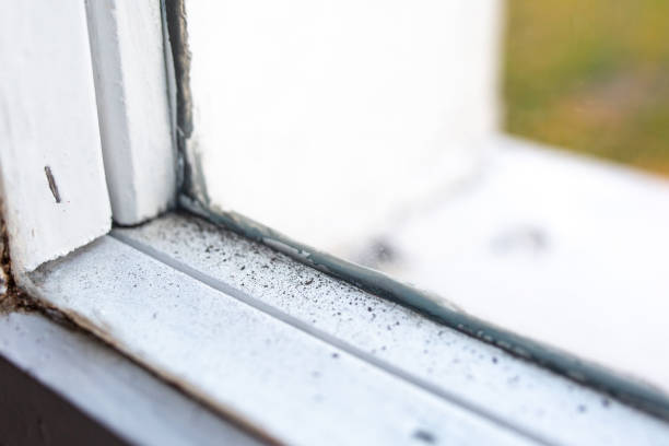 Best Industrial Mold Remediation  in Argyle, TX