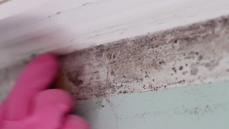 Best Mold Remediation for Healthcare Facilities  in Argyle, TX